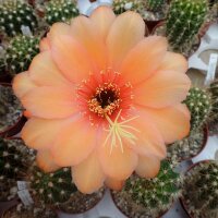 Trichocereus-Hybr. Surprise