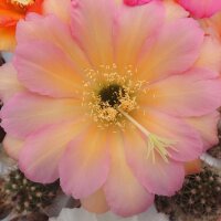 Trichocereus-Hybr. Surprise