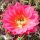 Trichocereus-Hybr. Surprise