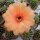 Trichocereus-Hybr. Surprise