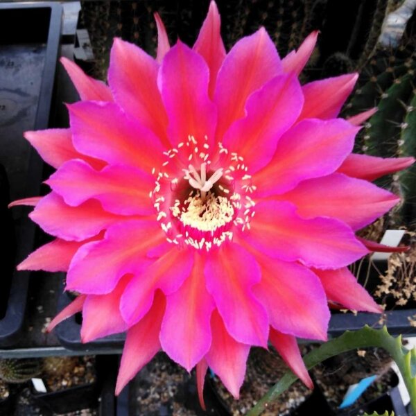 Echinopsis-Hybr. Sorceress Schick Hybride