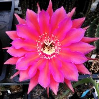 Echinopsis-Hybr. Sorceress Schick Hybride