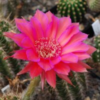 Echinopsis-Hybr. Sorceress Schick Hybride