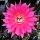 Echinopsis-Hybr. Sorceress Schick Hybride
