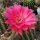 Echinopsis-Hybr. Sorceress Schick Hybride