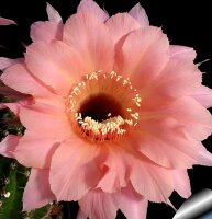 Echinopsis-Hybr. Spring Blush Schick Hybride