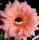 Echinopsis-Hybr. Spring Blush Schick Hybride