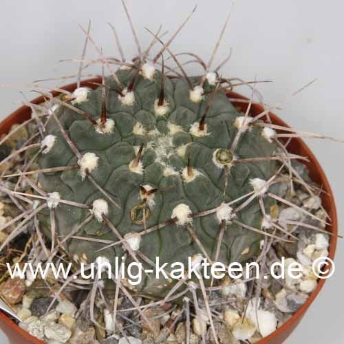 Gymnocalycium schickendantzii-Hybr.