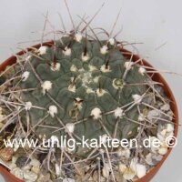 Gymnocalycium schickendantzii-Hybr.