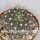 Gymnocalycium schickendantzii-Hybr.