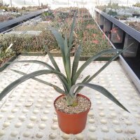 Agave tequilana