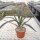 Agave tequilana