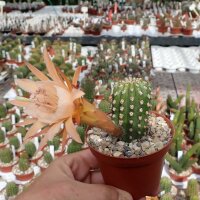 Hildewintera aureispina-Hybr. Mini