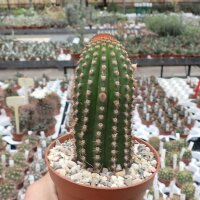Hildewintera aureispina-Hybr. Mini