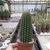 Hildewintera aureispina-Hybr. Mini