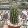 Hildewintera aureispina-Hybr. Mini
