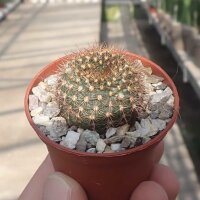 Frailea pumila f. rubrispina
