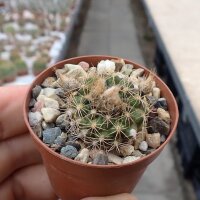 Frailea gracillima Nueva Italia, Central, Paraguay, 136m