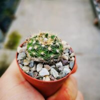 Frailea gracillima Nueva Italia, Central, Paraguay, 136m