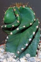 Cereus forbesii spiralis Maxi