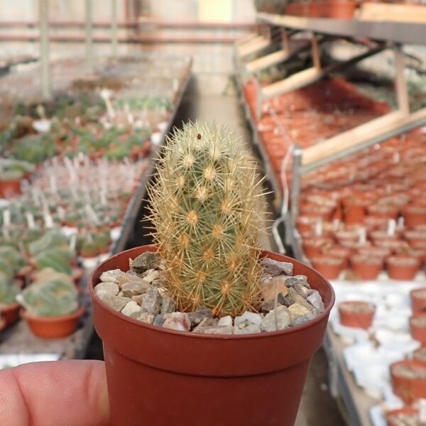 Escobaria roseana v. galeana