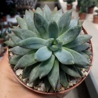 Pachyphytum brevifolium