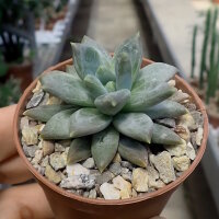 Pachyphytum brevifolium