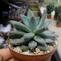 Pachyphytum brevifolium