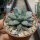Pachyphytum brevifolium