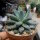 Pachyphytum brevifolium