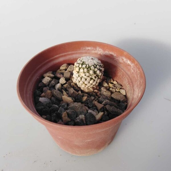 Turbinicarpus valdezianus     CITES, not outside EU