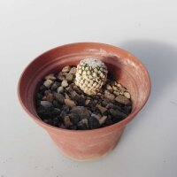 Turbinicarpus valdezianus     CITES, not outside EU