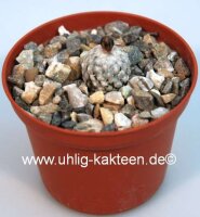 Turbinicarpus valdezianus     CITES, not outside EU