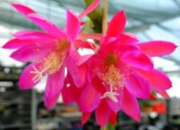 Epiphyllum-Hybr. Leos Zauber