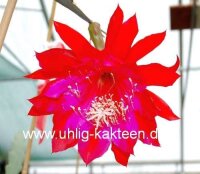 Epiphyllum-Hybr. Leos Schöne