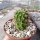 Echinopsis kermesina