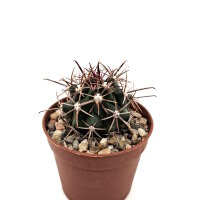 Ferocactus fordii ssp. borealis El Rosario de Arriba,...