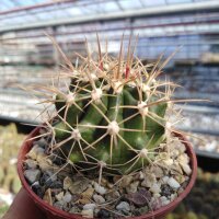 Ferocactus fordii ssp. borealis El Rosario de Arriba,...