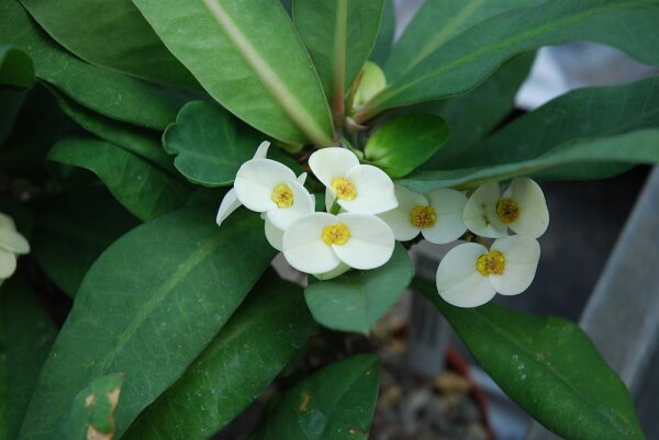 Euphorbia milii Grandiflora-Thai-Hybr. White Bouquet