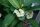 Euphorbia milii Grandiflora-Thai-Hybr. White Bouquet