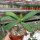 Euphorbia milii Grandiflora-Thai-Hybr. White Bouquet