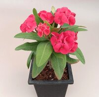 Euphorbia milii Grandiflora-Thai-Hybr. Sab O Raan