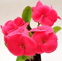 Euphorbia milii Grandiflora-Thai-Hybr. Sab O Raan