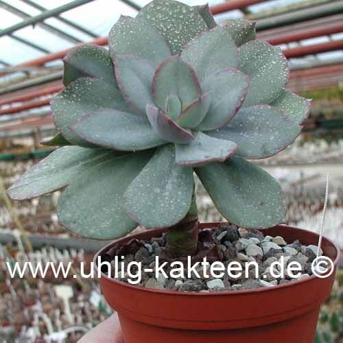 Echeveria gigantea