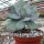 Echeveria gigantea