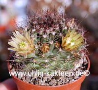 Mammillaria brandegeei