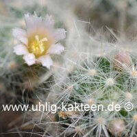 Mammillaria glassii ML 461