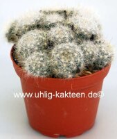 Mammillaria glassii ML 461
