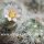 Mammillaria glassii ML 461