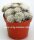 Mammillaria glassii ML 461